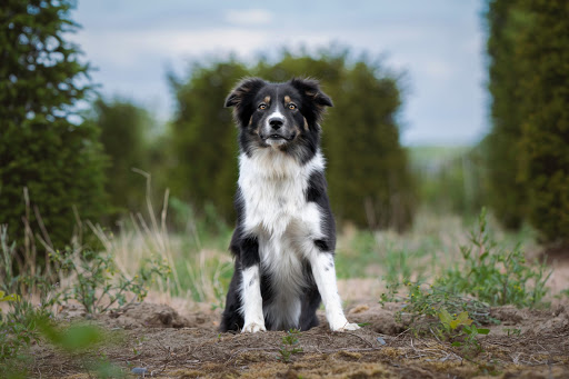 Hondentoilettage DogSzone - Sarah Booten