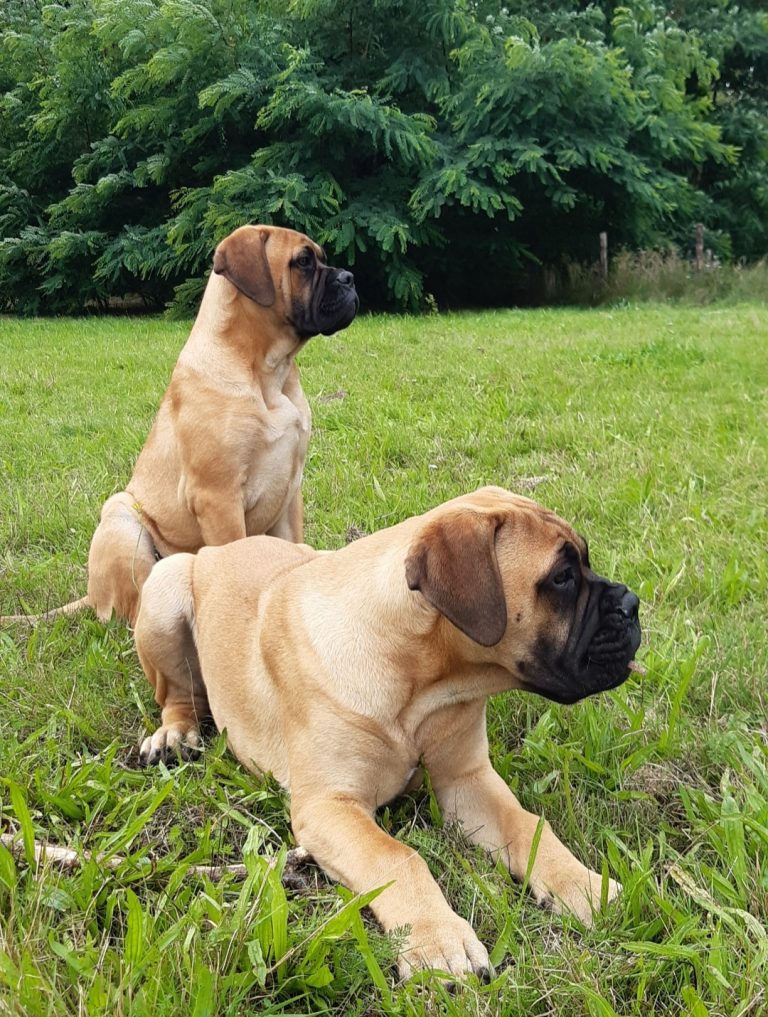 Majestic Warriors Bullmastiff