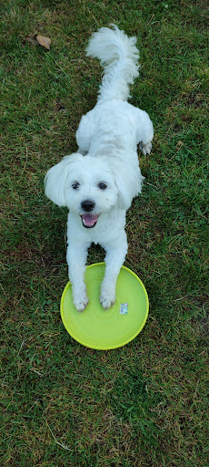 Mr. T | dog training & therapy center