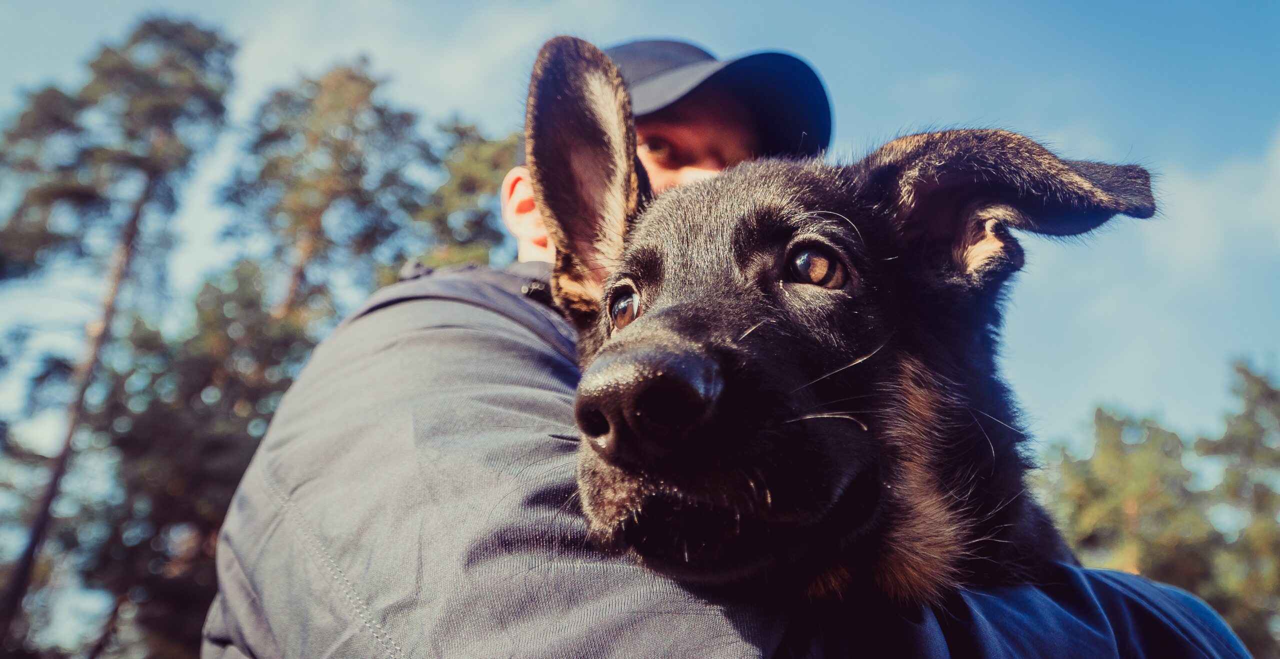 Mr. T | dog training & therapy center