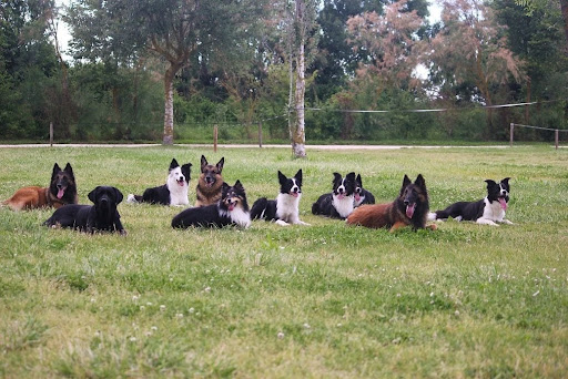 Dogcenter Snuffelke