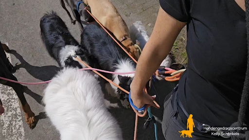 Hondengedragscentrum kelly schenkels