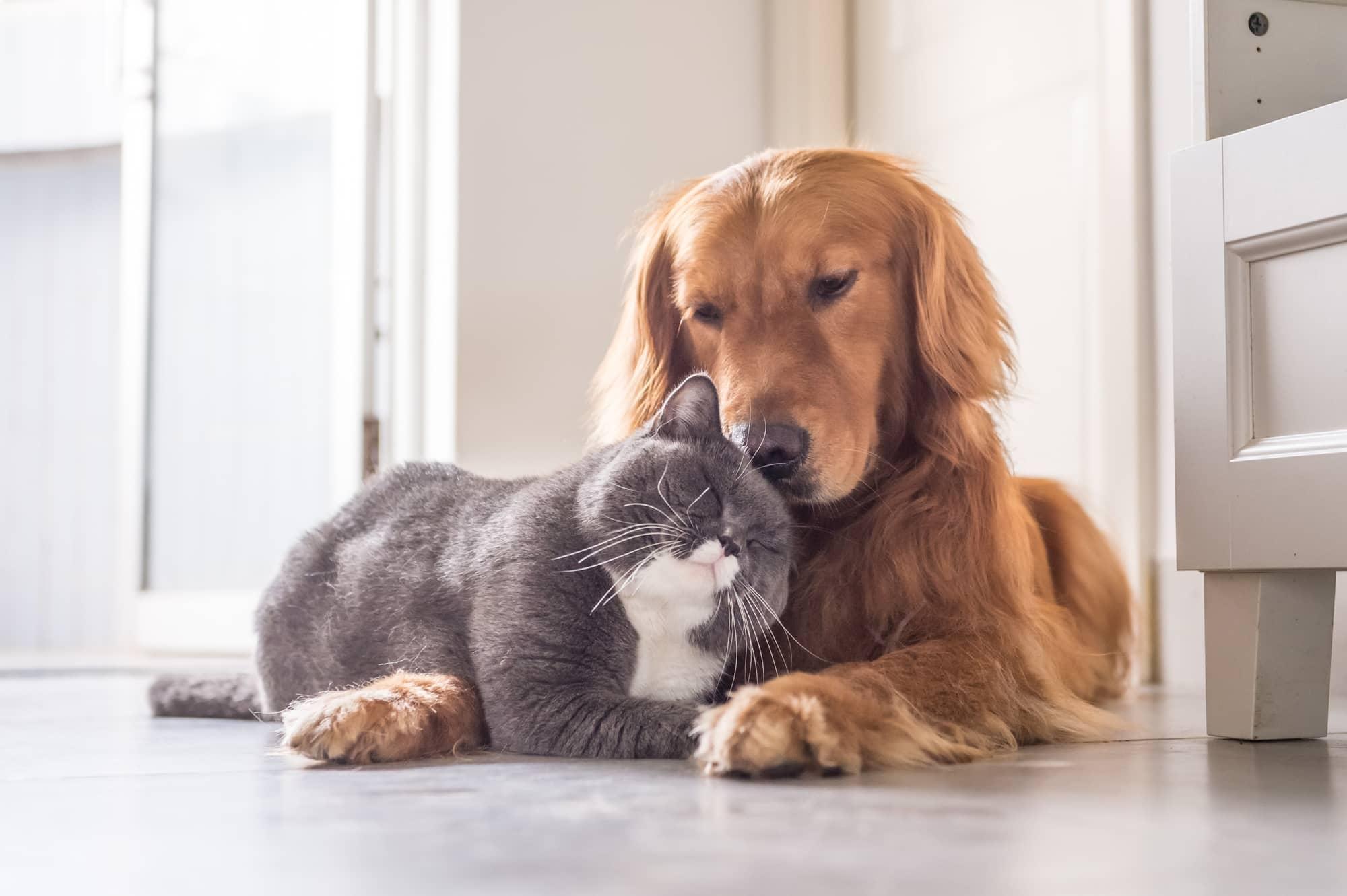 Huisdierentherapie.be - Gedragstherapeut voor honden en katten