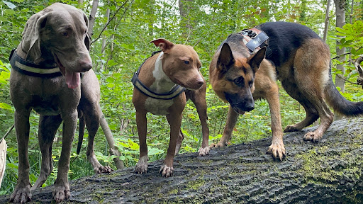 Dog Total Control