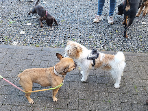 Hondentraining Nele