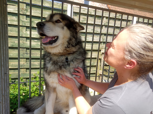 DogMind Massage
