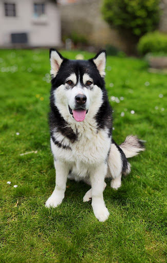 D'happy dog Éducateur Comportementaliste Canin