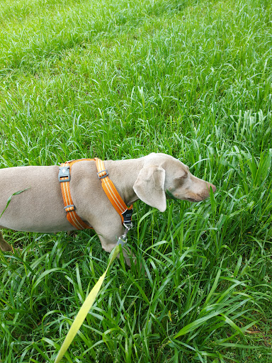 All Ears Hondentraining