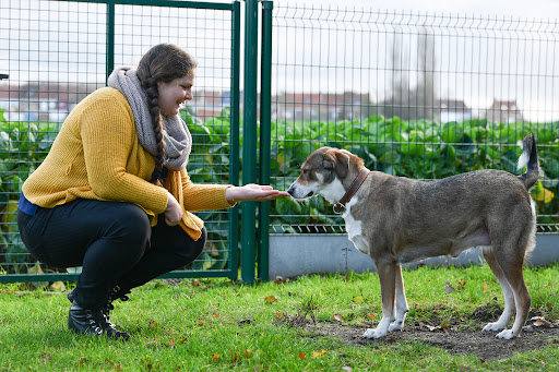 Honden in Nesten