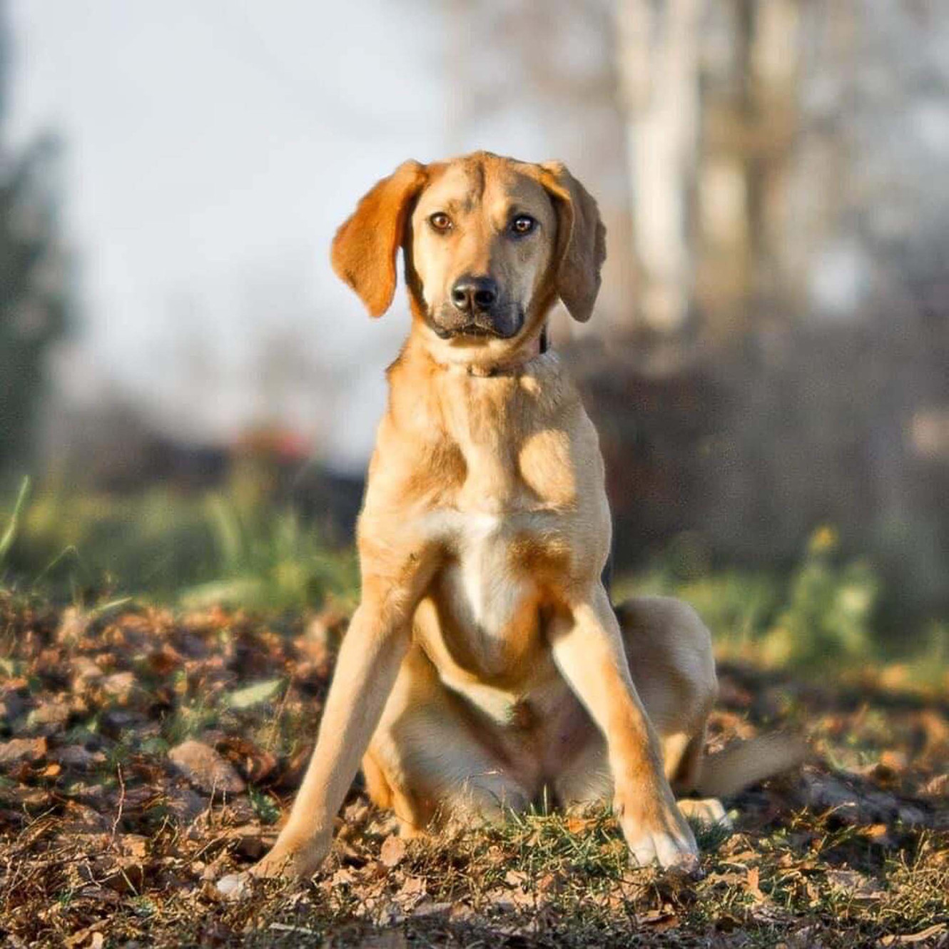 Gedragscoach Helpmijnhond