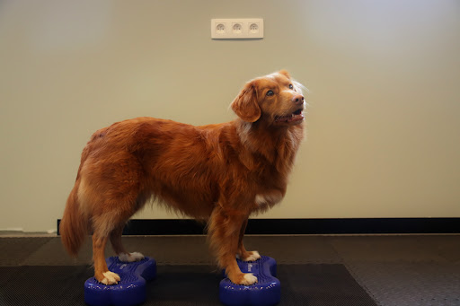 PAWS UP | Hydrotherapie | Revalidatie | Body & Balance