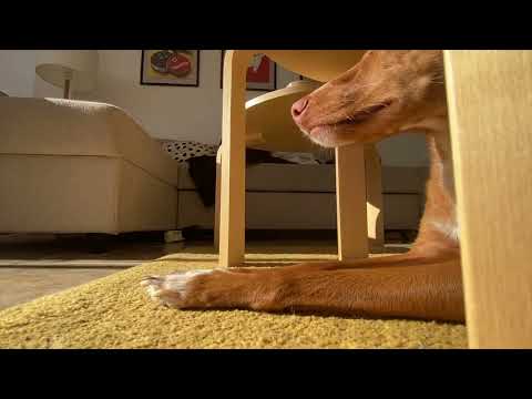 DOGologisch hondengedragstherapeut