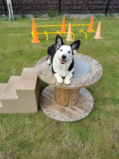 Santino Hondentraining en voedingsdeskundige voor honden