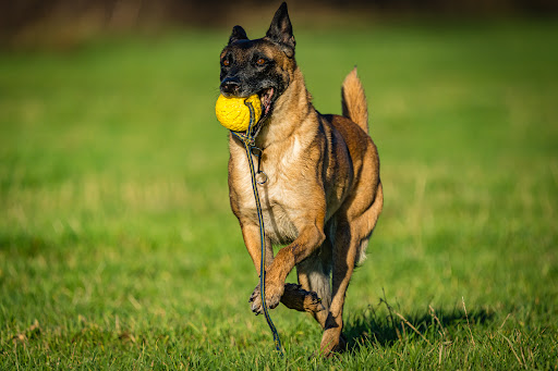 NVL Dogtraining