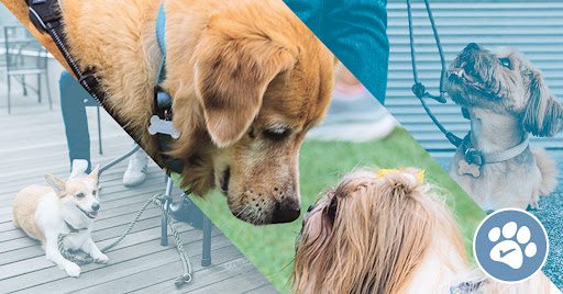 Godog Training Lab