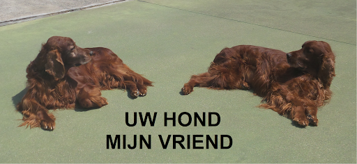 Uw hond, mijn vriend.