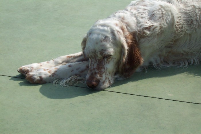 Uw hond, mijn vriend.