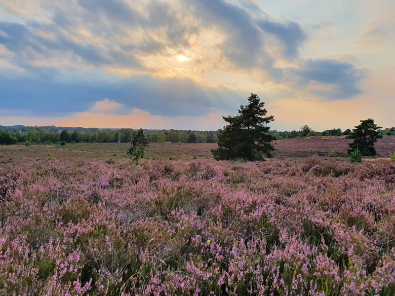 Purplemoors Gundogs