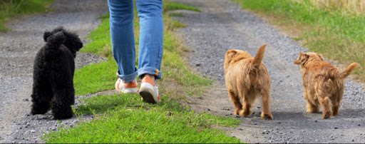 Brains and Games pro dog training