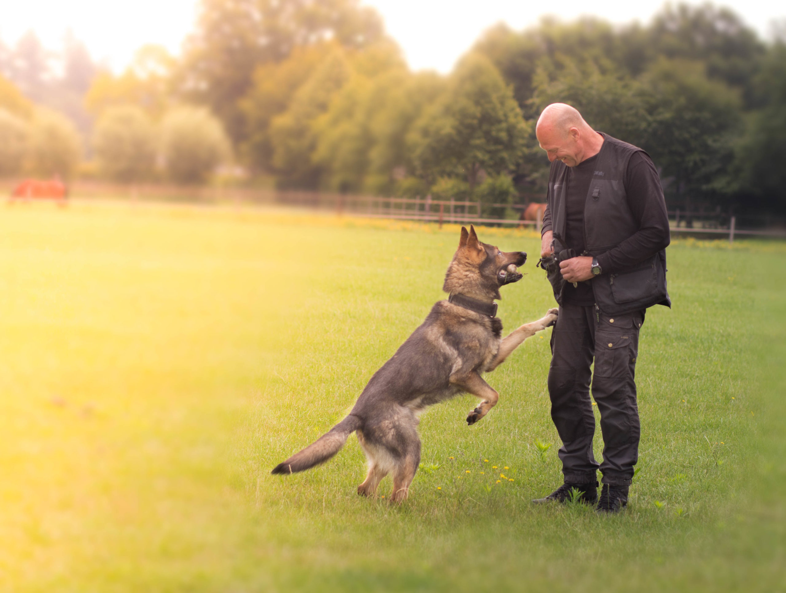 Ronin Dogtraining