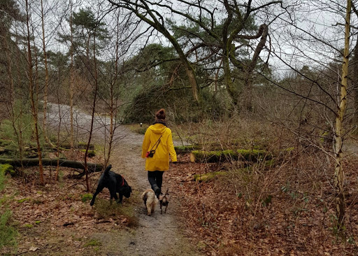 Bo's Pootjes: uitlaatservice, trimsalon & hondenschool