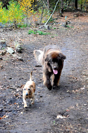 Dogs in Progress - Puppycursus / Gedragstherapie