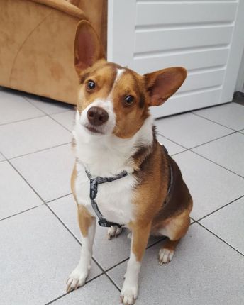 Amber, het hondenmeisje