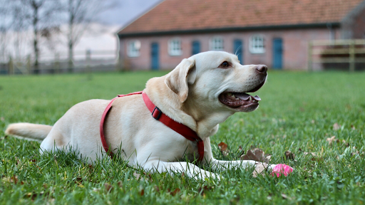 Doggily