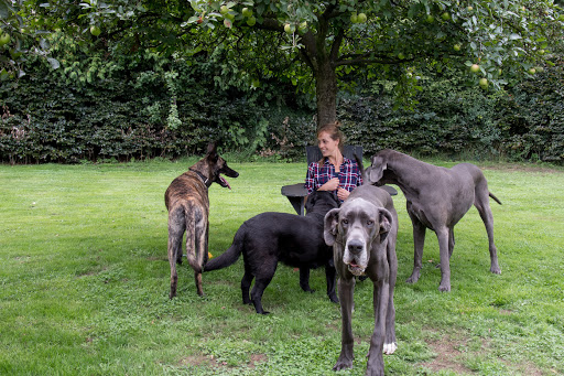 Dog Coach