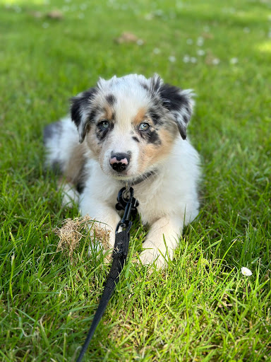 Dog 2 Balance