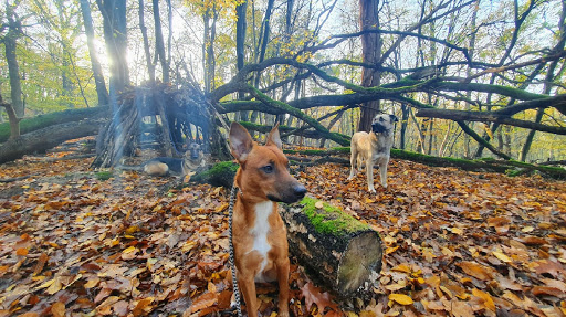 Animal's Faith