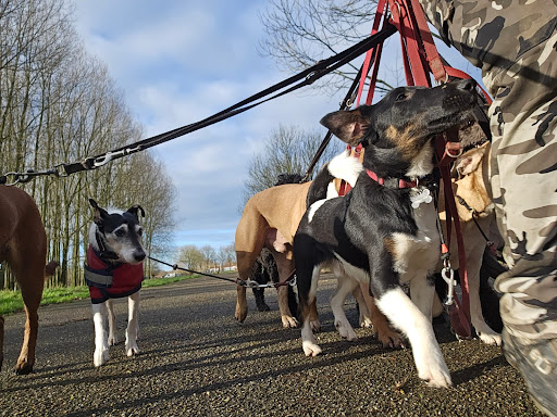 EHBHond - Hondentrainingen & Hondenuitlaatservice in Nieuwegein, IJsselstein & Houten