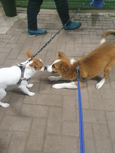 Dogs in Touch