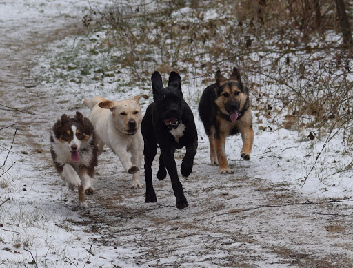 Hondenschool Hond-en-inzicht