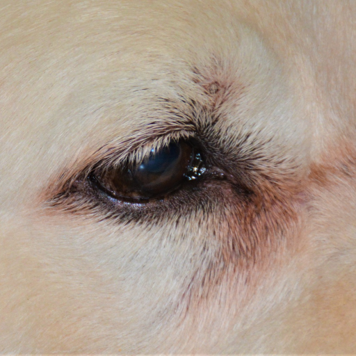 Hondenschool Hond-en-inzicht