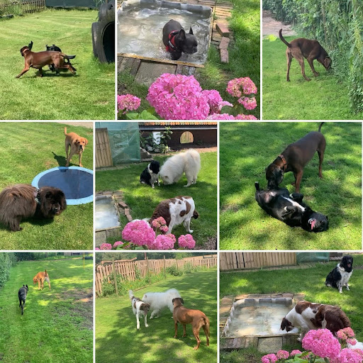 Hondenuitlaatservice, Puppycursus, Gedragsconsulent, Snuffeltuin en meer! Regio Uden