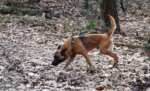 Dog training Anya Perrée