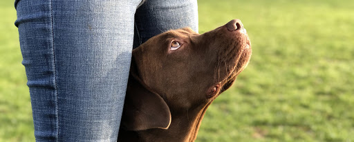 Dogs Talk Hondentraining en Gedrag en Dogstalk PRO