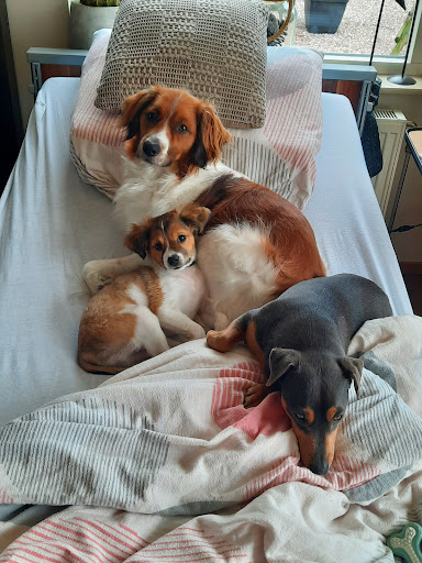 Dogs Only