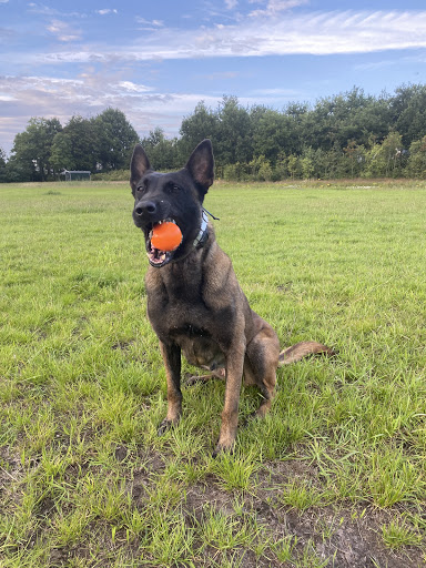 Personal Protection Dogs NL