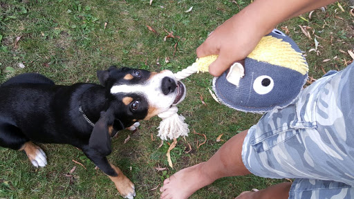 Hondentraining Valkenswaard | Puppycursus & hondentraining op maat