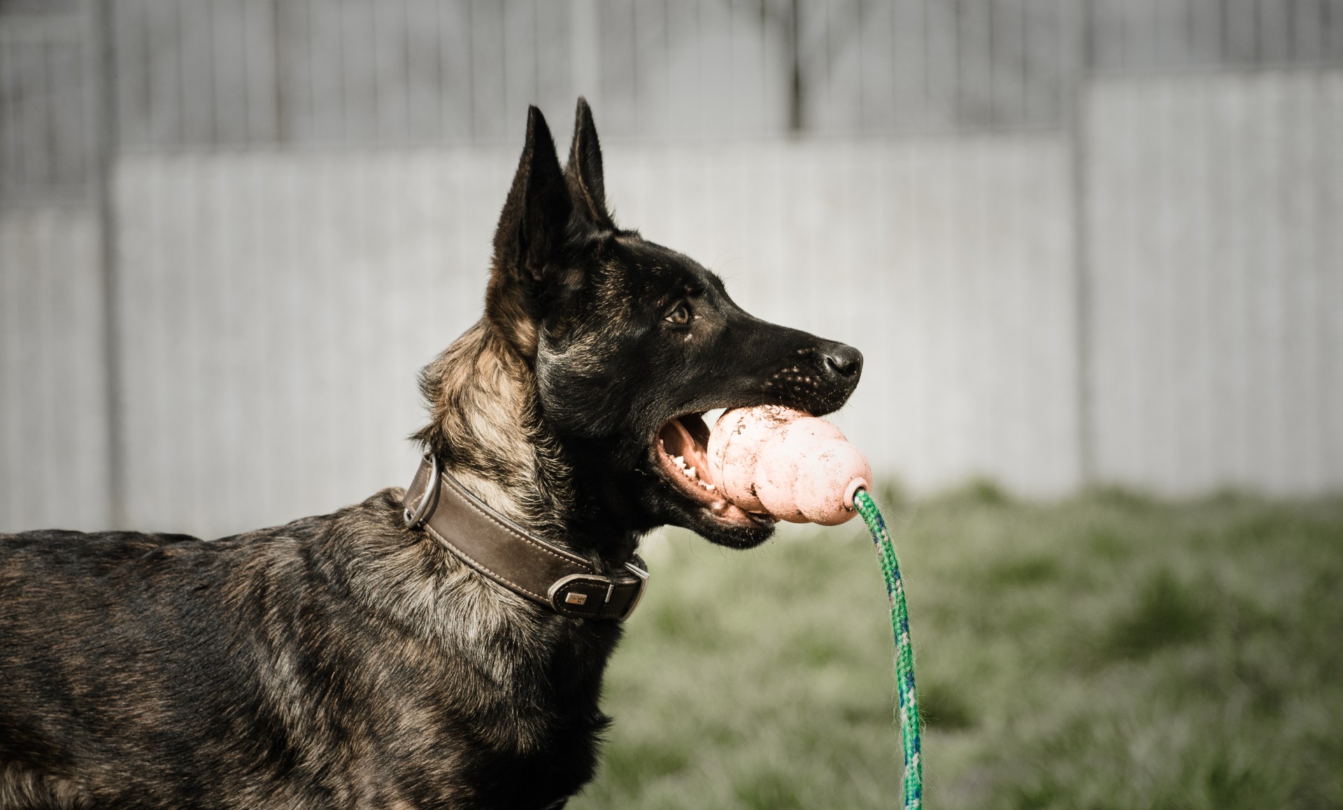K10 Workingdogs