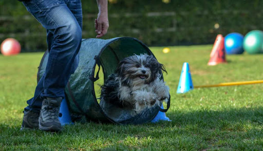 Dogs fit & fun
