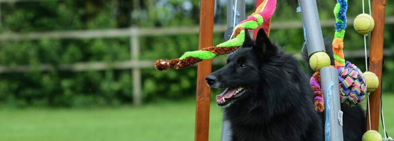 Dogs fit & fun