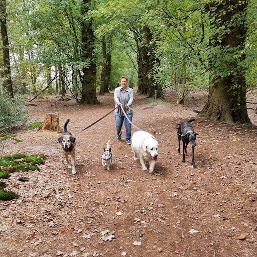 Hondenschool Dog-Coach