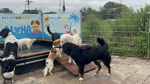 Active Dog Care, Hondenschool en dagopvang voor honden in Groningen