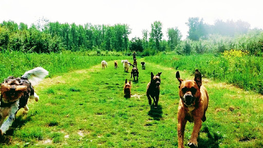 Nikita's Buddies