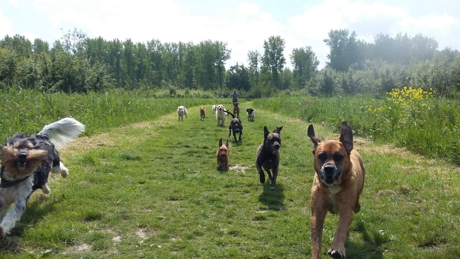 Nikita's Buddies