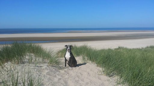 hondenschoolaanhuis.nl & perfectfamilydog.nl