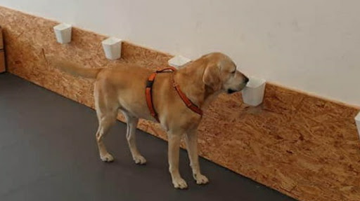 Wijzer over je hond